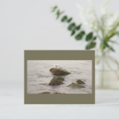 Carte postale photo de mouette (Debout devant)