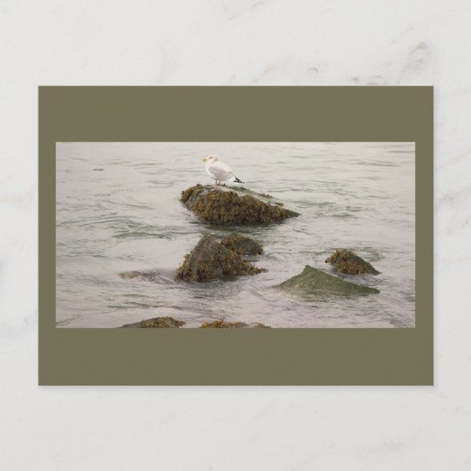 Carte postale photo de mouette (Devant)