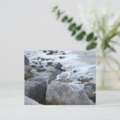 Carte postale photo de mouette (Debout devant)