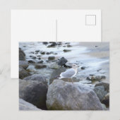 Carte postale photo de mouette (Devant / Derrière)