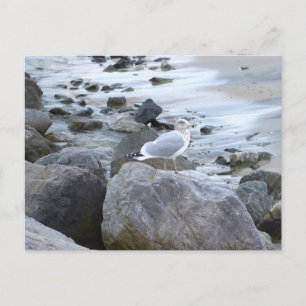 Carte postale photo de mouette