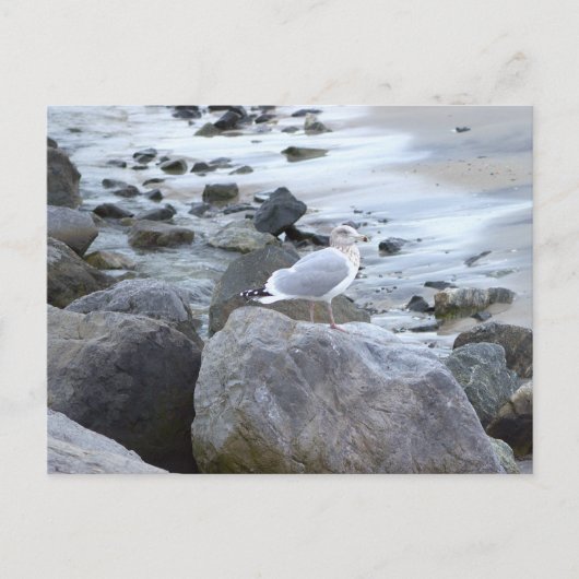 Carte postale photo de mouette (Devant)