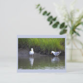 Carte postale photo de mouettes (Debout devant)