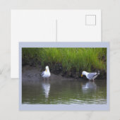 Carte postale photo de mouettes (Devant / Derrière)