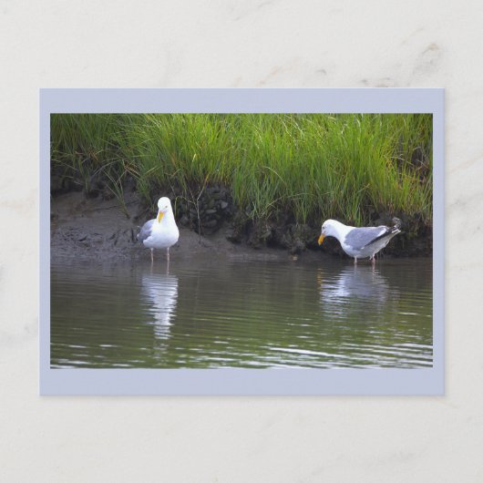 Carte postale photo de mouettes (Devant)