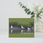 Carte postale photo de mouettes (Debout devant)