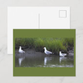 Carte postale photo de mouettes (Devant / Derrière)