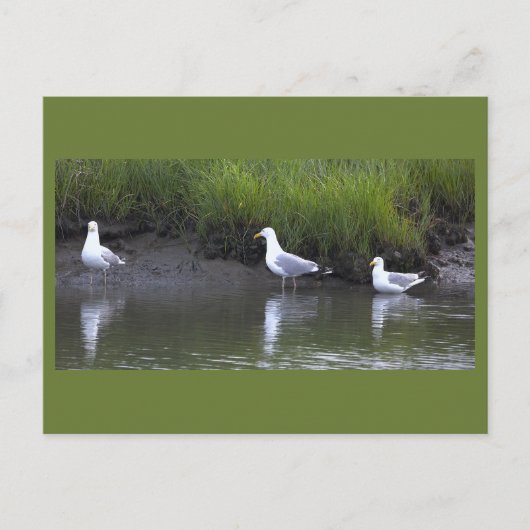 Carte postale photo de mouettes (Devant)