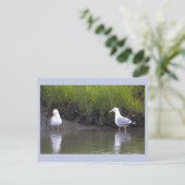 Carte postale photo de mouettes (Debout devant)