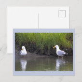 Carte postale photo de mouettes (Devant / Derrière)
