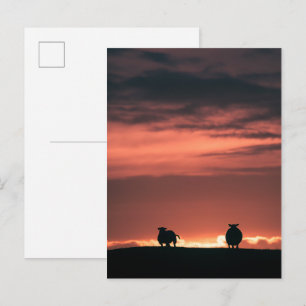 Carte Postale Photo de moutons au coucher de soleil naturel