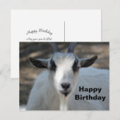 Carte Postale Photo de naissance de chèvre blanche mignonne (Devant / Derrière)