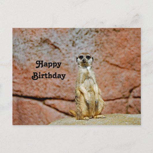 Carte Postale Photo de naissance de la faune des suricates (Devant)