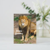 Carte Postale Photo de naissance d'un lion africain sauvage assi (Debout devant)