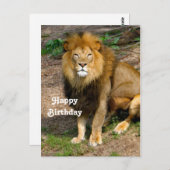 Carte Postale Photo de naissance d'un lion africain sauvage assi (Devant / Derrière)