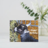 Carte Postale Photo de naissance d'une mignonne chèvre noire béb (Debout devant)