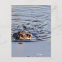 Photo de natation Otter