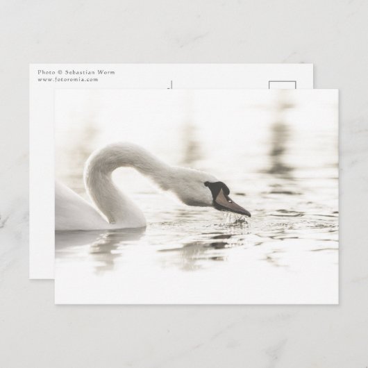 Carte Postale Photo de nature Cygne blanc (Devant / Derrière)