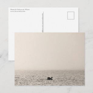 Carte postale photo de nature Cygne blanc