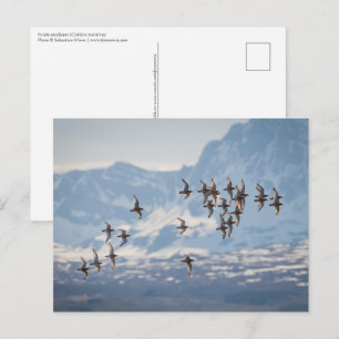 Carte Postale Photo de nature de bécasseau