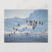 Carte Postale Photo de nature de bécasseau (Devant)