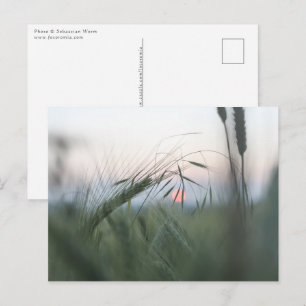 Carte Postale Photo de nature de champ de maïs