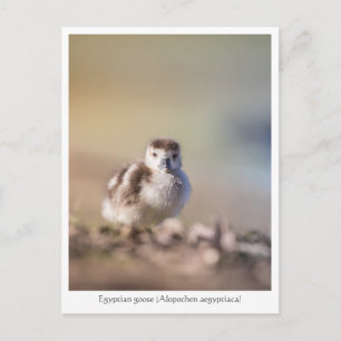 Carte Postale Photo de nature de l'oisillon d'Oie