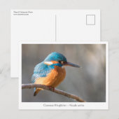 Carte Postale Photo de nature de Martin-pêcheur (Devant / Derrière)