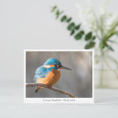 Carte Postale Photo de nature de Martin-pêcheur (Debout devant)