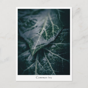 Carte Postale Photo de nature florale