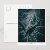 Carte Postale Photo de nature florale (Devant / Derrière)