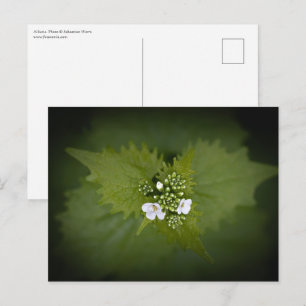 Carte Postale Photo de nature florale