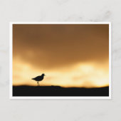 Carte Postale Photo de nature Rotschenkel (Devant)