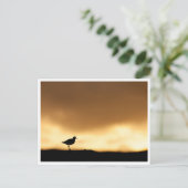 Carte Postale Photo de nature Rotschenkel (Debout devant)