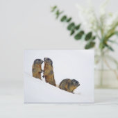 Carte Postale Photo de neige des marmottes (Debout devant)