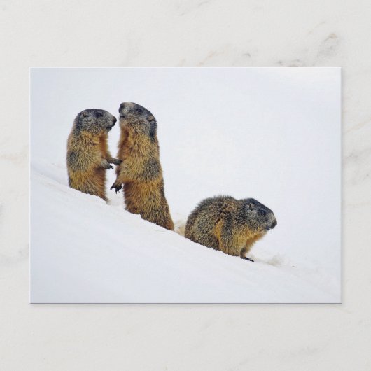 Carte Postale Photo de neige des marmottes (Devant)