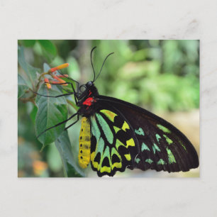 Carte postale photo de papillon Cairns Birdwing