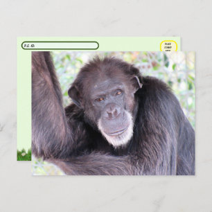 Carte Postale Photo de passage à niveau du Chimpanzé