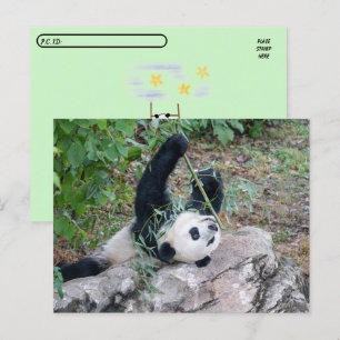 Carte Postale Photo de passage d'un panda géant
