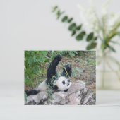 Carte Postale Photo de passage d'un panda géant (Debout devant)