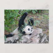 Carte Postale Photo de passage d'un panda géant (Devant)