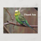 Carte Postale Photo de perroquet vert joli Merci (Devant)