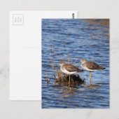 Carte Postale Photo de Petit Chevalier (Devant / Derrière)