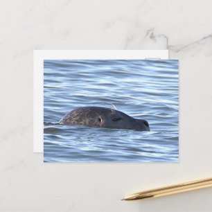 Carte postale photo de phoque