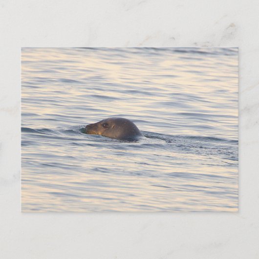 Carte postale photo de phoque en océan (Devant)