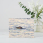 Carte postale photo de phoque en océan (Debout devant)