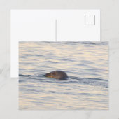 Carte postale photo de phoque en océan (Devant / Derrière)