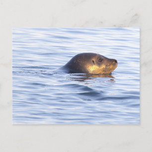 Carte postale photo de phoque en océan