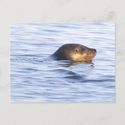 Carte postale photo de phoque en océan (Devant)