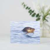 Carte postale photo de phoque en océan (Debout devant)
